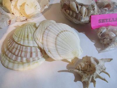New Assortment Of Seashells #239
