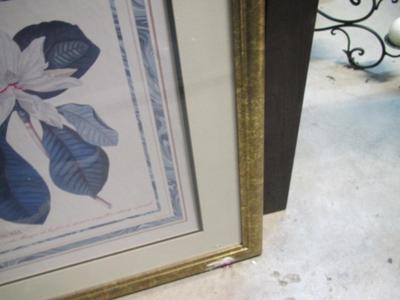 Framed Magnolia Prints Approx 28" x 23 1/2"