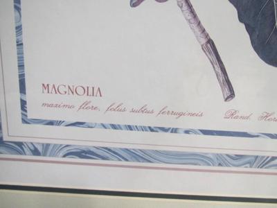 Framed Magnolia Prints Approx 28" x 23 1/2"