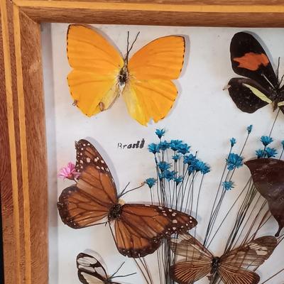 LOT 18: Vintage Framed Butterfly Taxidermy, Lily Alexander Signed Art Plate, Daher Tin & More