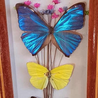 LOT 18: Vintage Framed Butterfly Taxidermy, Lily Alexander Signed Art Plate, Daher Tin & More