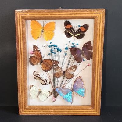 LOT 18: Vintage Framed Butterfly Taxidermy, Lily Alexander Signed Art Plate, Daher Tin & More