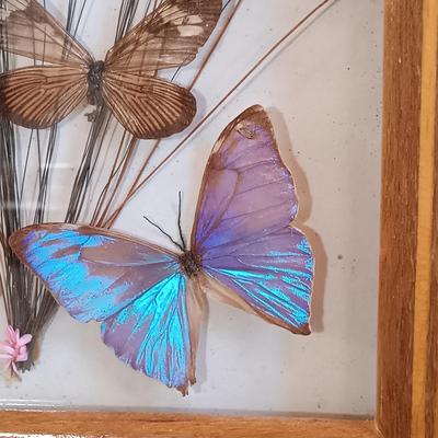 LOT 18: Vintage Framed Butterfly Taxidermy, Lily Alexander Signed Art Plate, Daher Tin & More