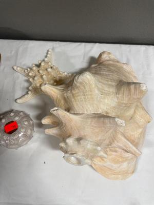 Four baskets of shells with a few others