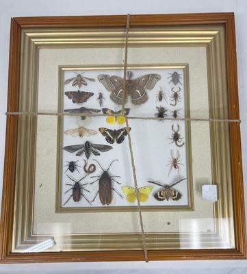 Framed Insect Collection - Butterfly, Moth, Spider, and More
