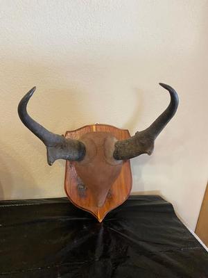 PAINTED GOURD AND MOUNTED HORNS