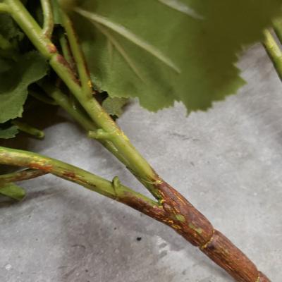 Faux Flowers, Potted Topiary and Dried Wreath (2058F-KD)