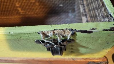 Antique Wood trunk with inside tray
