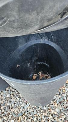 Trash cans with lids and a box of jumbo marathon 2-ply toilet paper