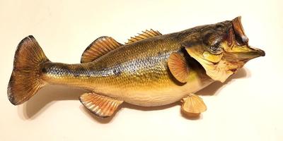 Lot #94 Lot of 2 Fish Trophies - Wide Mounted Bass/Olive Flounder