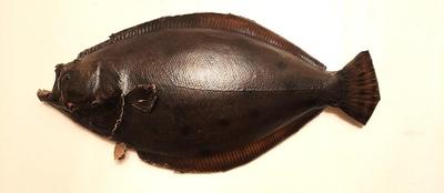 Lot #94 Lot of 2 Fish Trophies - Wide Mounted Bass/Olive Flounder