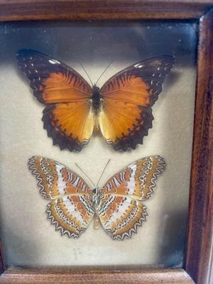 Butterfly Design Mounted and Framed Butterflies