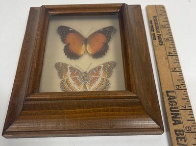 Butterfly Design Mounted and Framed Butterflies