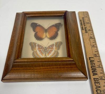 Butterfly Design Mounted and Framed Butterflies
