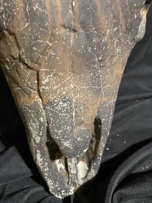 Concrete Bull Head - very cool