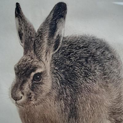Signed 1948 Kurt Meyer-Eberhardt Etching/Print "Hare" (FE-SD)