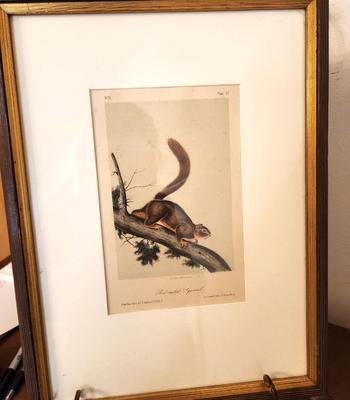 Lot #194 Antique Hand colored Audubon Print - Red Tailed Squirrel