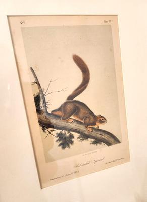 Lot #194 Antique Hand colored Audubon Print - Red Tailed Squirrel