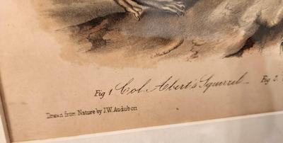 Lot #196 Antique framed Audubon Print - hand colored - California Gray Squirrel