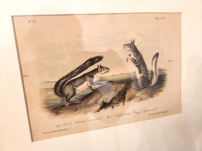 Lot #196 Antique framed Audubon Print - hand colored - California Gray Squirrel
