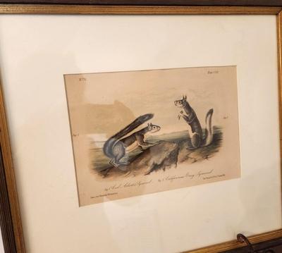 Lot #196 Antique framed Audubon Print - hand colored - California Gray Squirrel