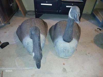 Two HUGE Carry Lite goose decoys 1 of 4