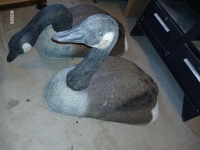 Two HUGE Carry Lite goose decoys 1 of 4