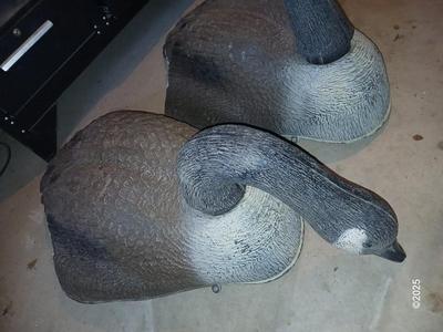 Two HUGE Carry Lite goose decoys 1 of 4