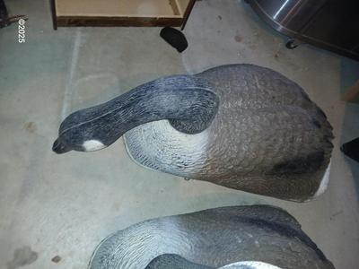 Two HUGE Carry Lite goose decoys 1 of 4
