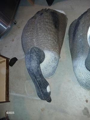 Two HUGE Carry Lite goose decoys 2 of 4
