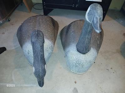 Two HUGE Carry Lite goose decoys 2 of 4