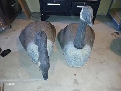 Two HUGE Carry Lite goose decoys 2 of 4