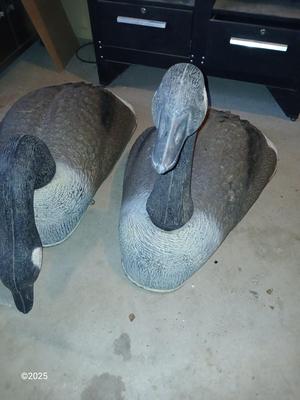 Two HUGE Carry Lite goose decoys 2 of 4