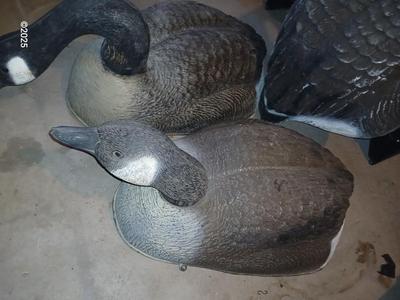 Two HUGE Carry Lite goose decoys and an extra body with no head
