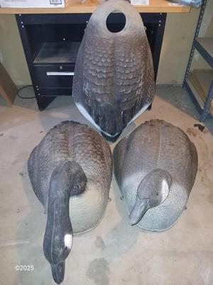 Two HUGE Carry Lite goose decoys and an extra body with no head