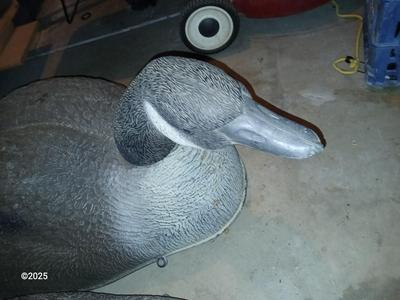 Two HUGE Carry Lite goose decoys and an extra body with no head