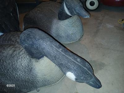 Two HUGE Carry Lite goose decoys and an extra body with no head