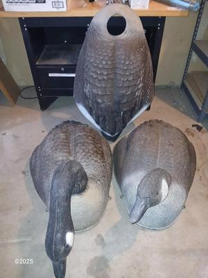 Two HUGE Carry Lite goose decoys and an extra body with no head