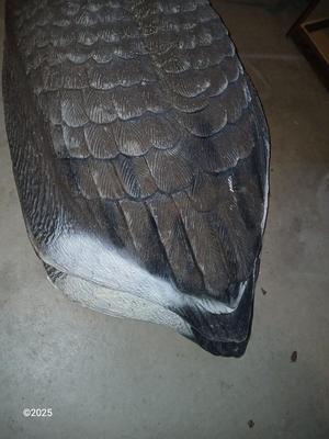 Two HUGE Carry Lite goose decoys and an extra body with no head