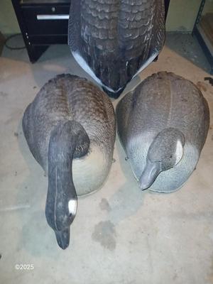 Two HUGE Carry Lite goose decoys and an extra body with no head