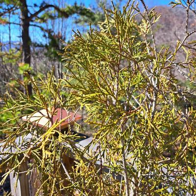 Three Potted Ornamental Trees (FD-SD)