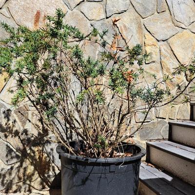 Three Potted Ornamental Trees (FD-SD)