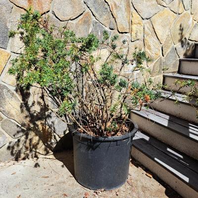 Three Potted Ornamental Trees (FD-SD)