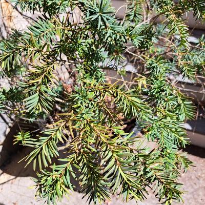 Three Potted Ornamental Trees (FD-SD)
