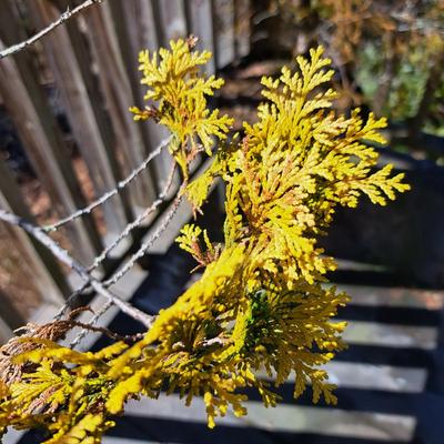 Three Potted Ornamental Trees (FD-SD)