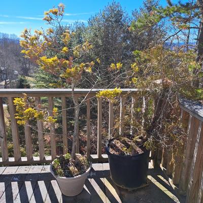 Three Potted Ornamental Trees (FD-SD)