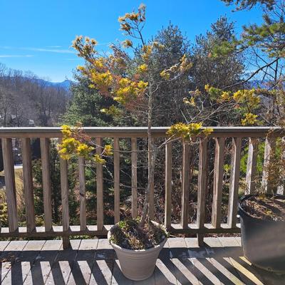 Three Potted Ornamental Trees (FD-SD)