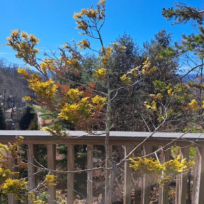 Three Potted Ornamental Trees (FD-SD)