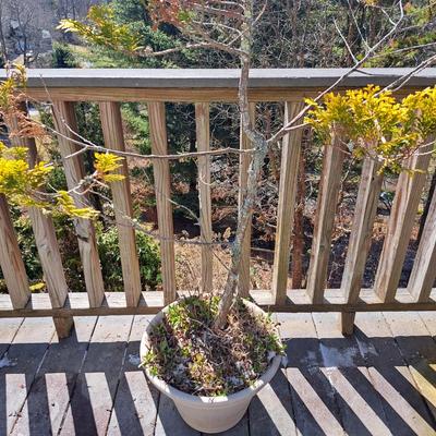 Three Potted Ornamental Trees (FD-SD)