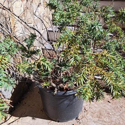 Three Potted Ornamental Trees (FD-SD)
